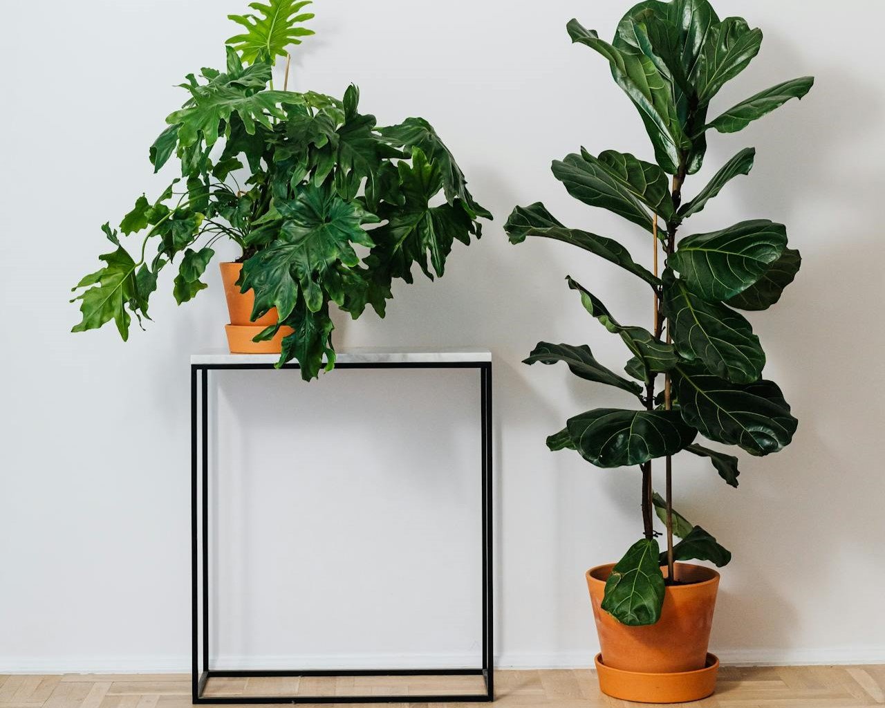 plants in a room